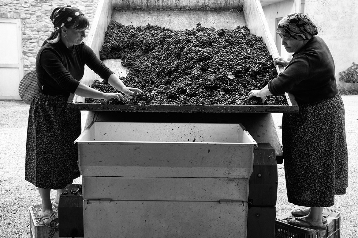 Vendemmia