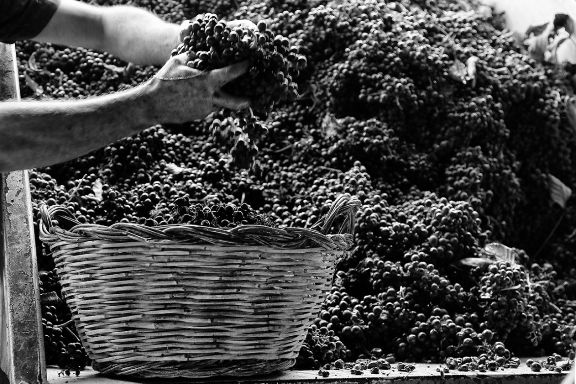 Vendemmia Uno