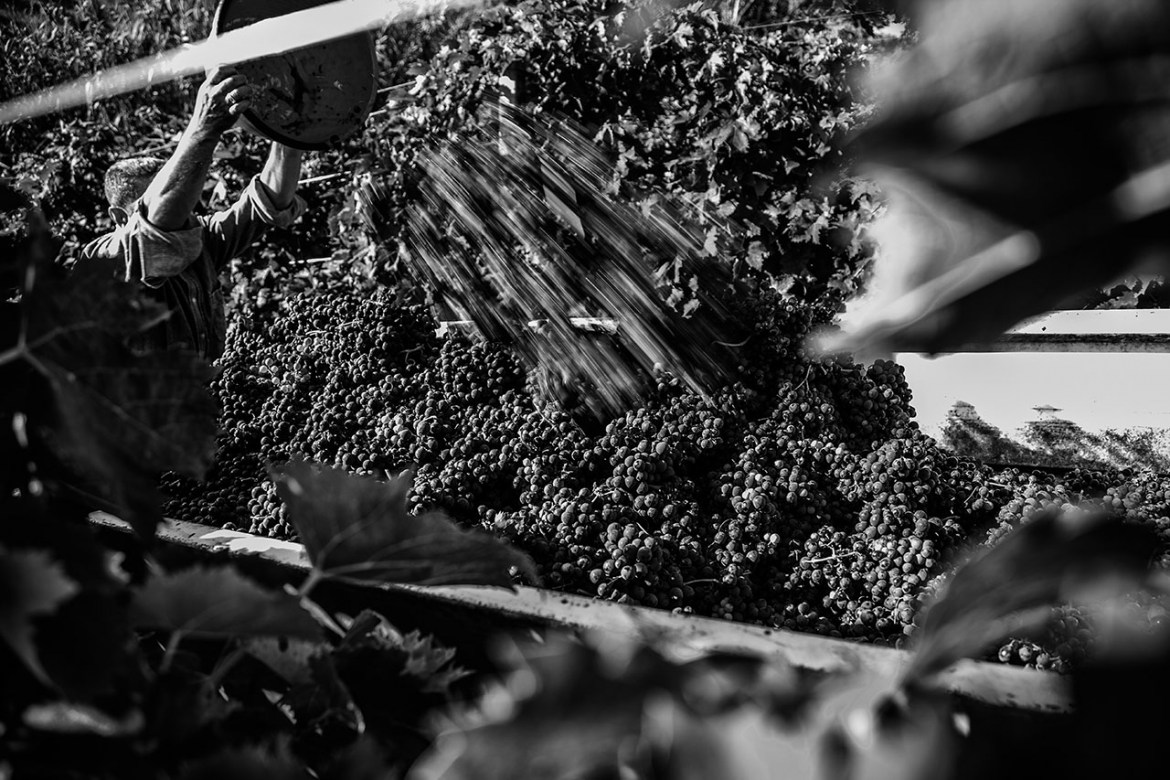 Vendemmia Tre