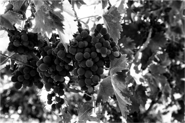 Vendemmia Due