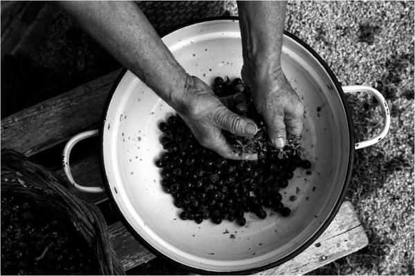 Vendemmia Sei