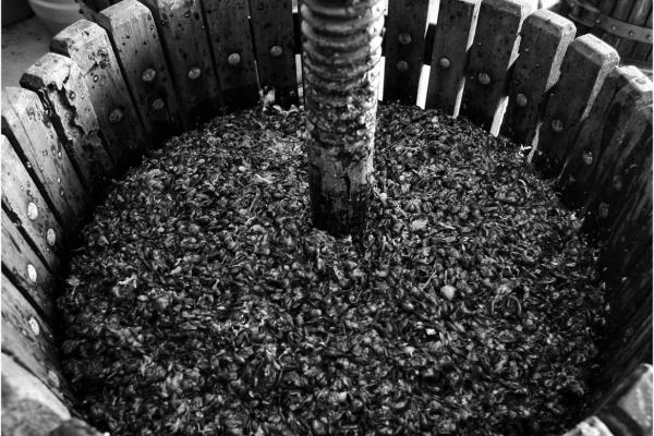 Vendemmia Sette