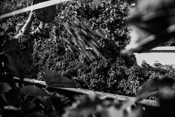 Vendemmia Tre