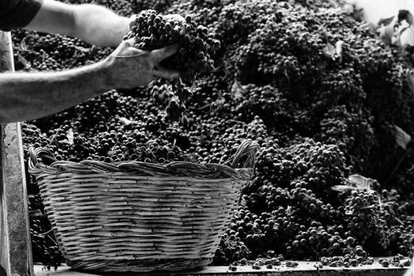 Vendemmia Uno